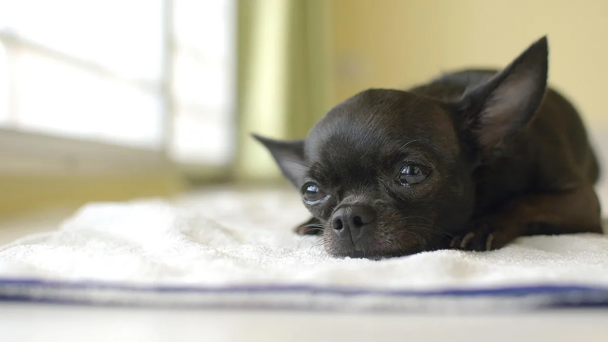 Dog Spay Surgery: What Happens Step by Step