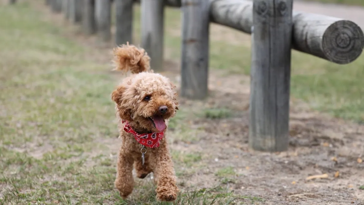 Dog Sprained or Broken Leg: What to Do Right Now