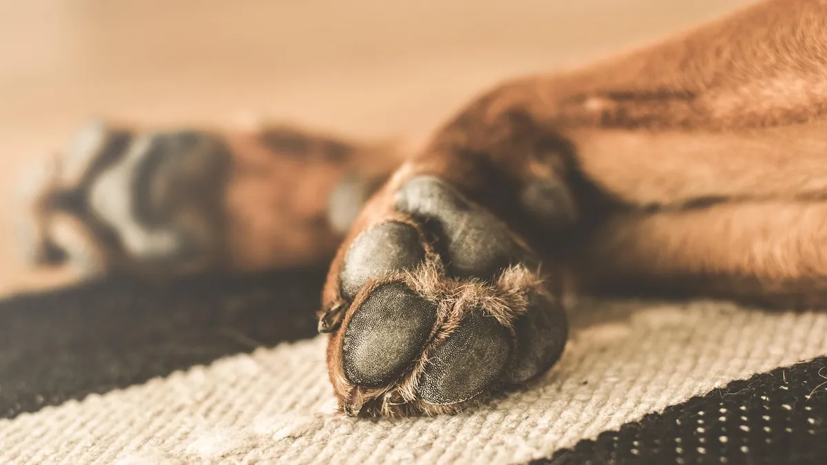 Dog Paw or Leg Injury: How to Tell If It's Sprained or Broken