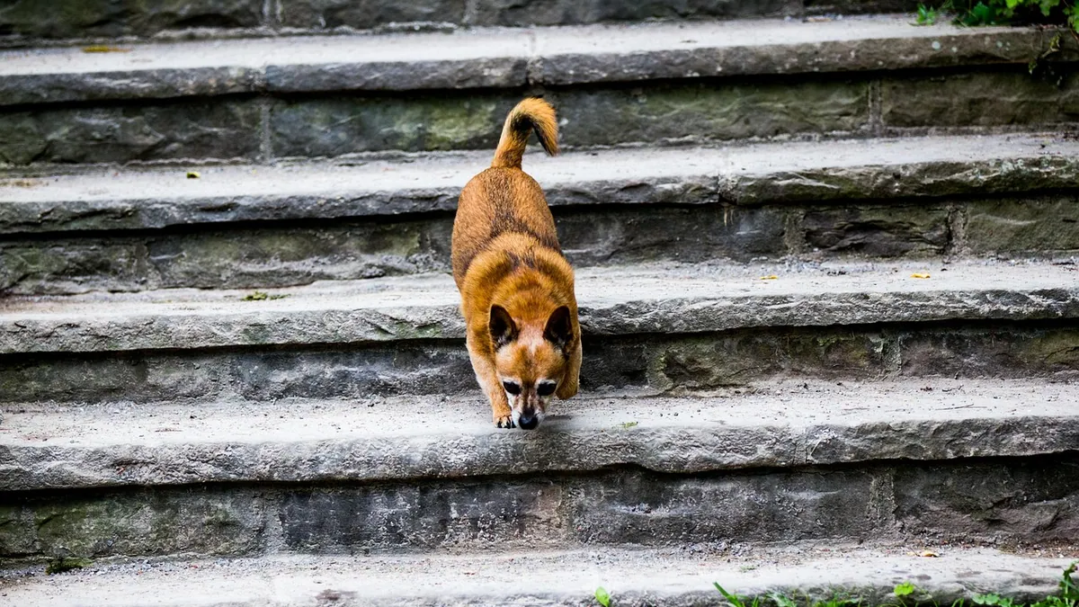 How to Help Your Dog Use Stairs Again