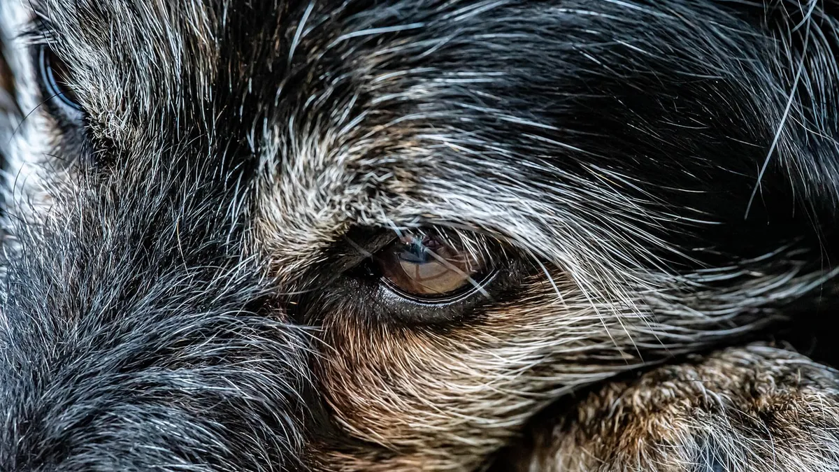 Dog Stitches Healing Stages: What Normal Looks Like