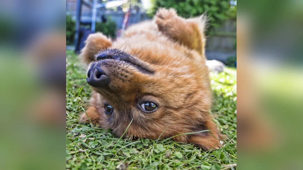 Cyst or Lump in a Dog's Stomach: What It Means
