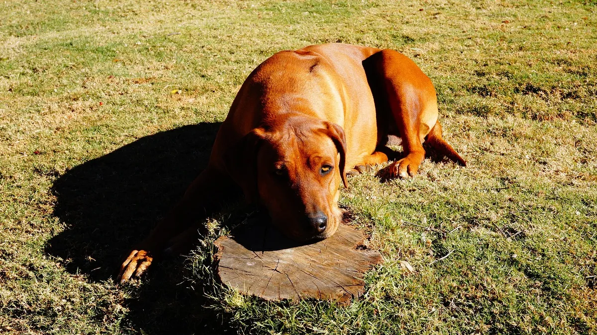 What Causes a Dog's Stomach to Flip? GDV Explained