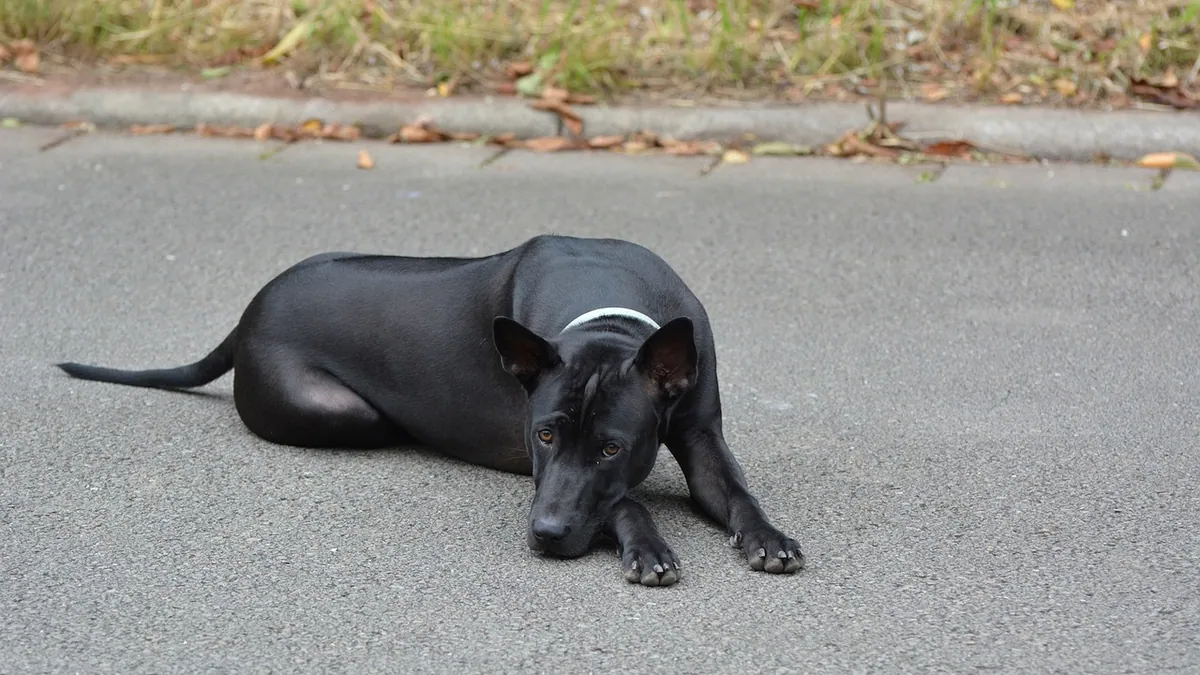 Dog Stomach Medicine: Gas, Upset Stomach, and Digestion