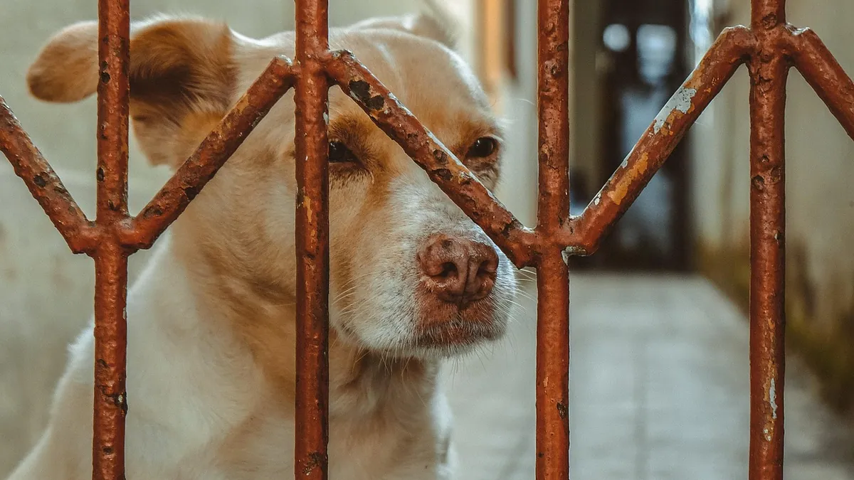 Why Has My Dog Stopped Eating and Drinking? Causes