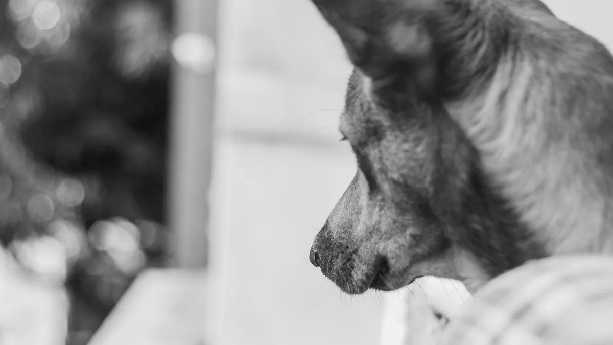Dog Stung by a Yellow Jacket: What to Do and Give