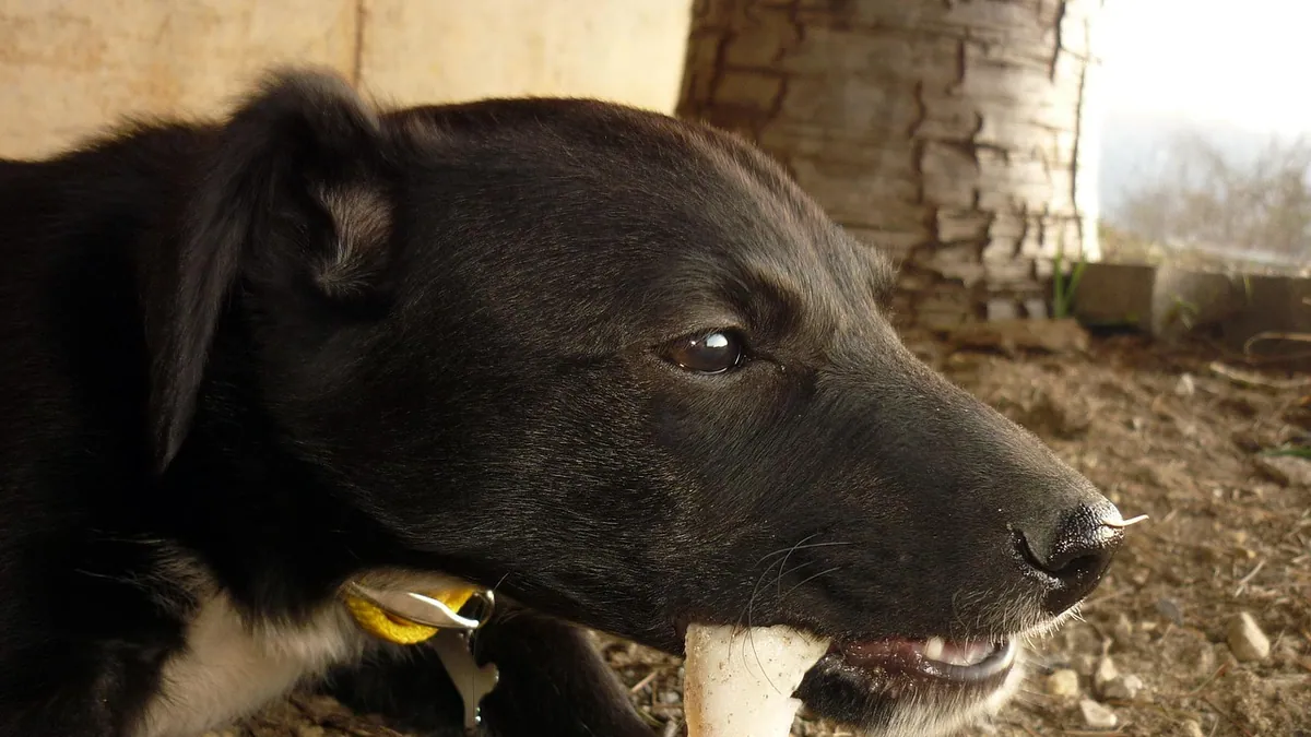How to Tell If Your Dog Swallowed Something Dangerous