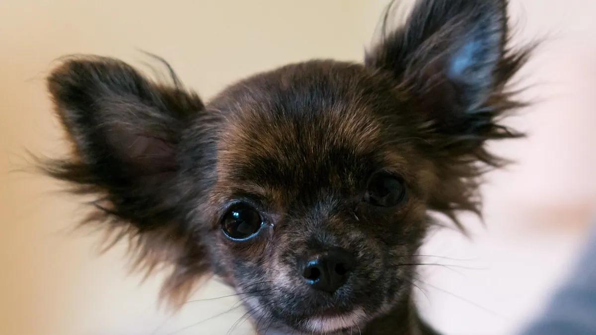 Why Does My Dog Have Tear Stains? Causes and Fixes