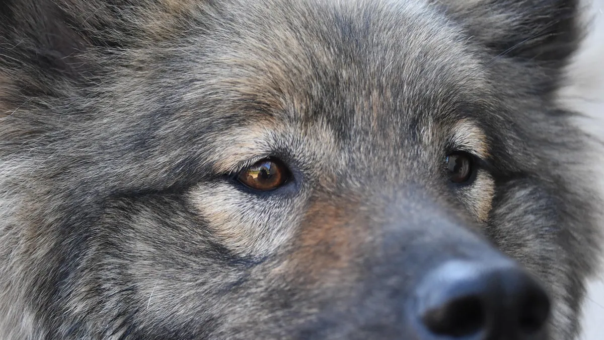 Dog Tear Stains: Causes and Safe Home Remedies
