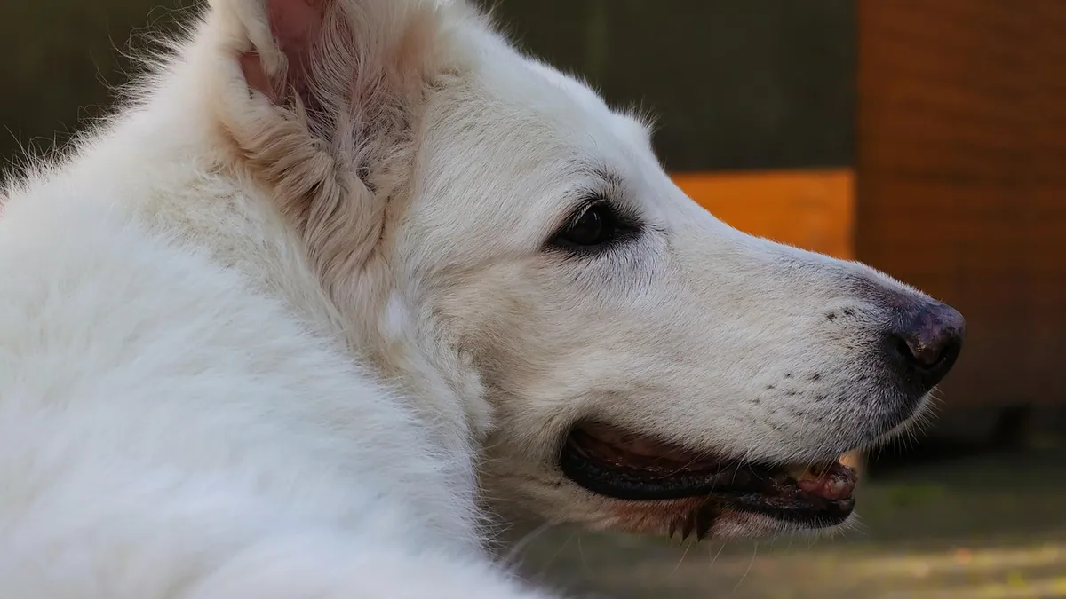 Dog Teeth Braces: Do Dogs Get Orthodontics?