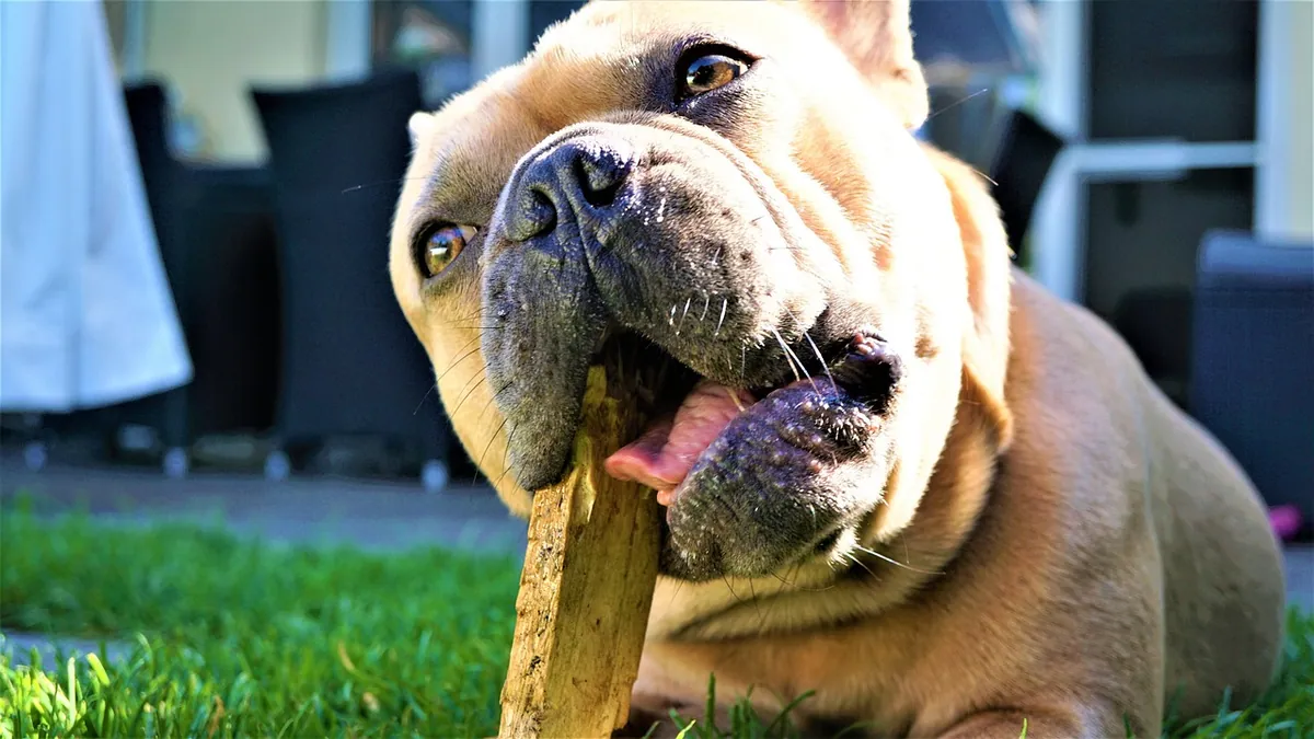 Dog Teeth Brushing Alternatives: What Works Without a Brush