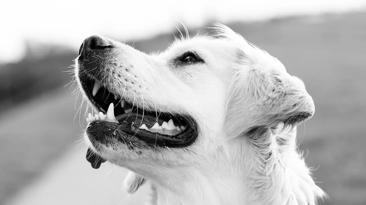 Dog Teeth Cleaning Powder: Do Dental Supplements Really Work?
