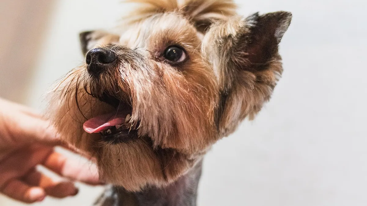 Dog Teeth Spray for Plaque: Do They Work and Are They Safe?