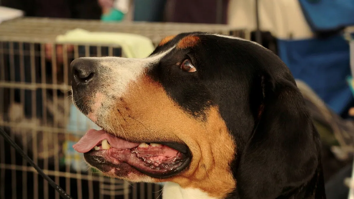 Dog Teeth Ultrasonic Cleaners: Safe at Home or Vet Only?