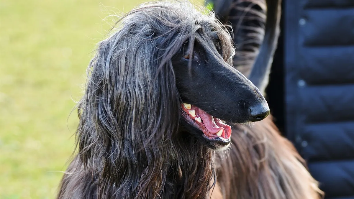 Dog Teeth Worn Down to the Pulp: Causes and Care
