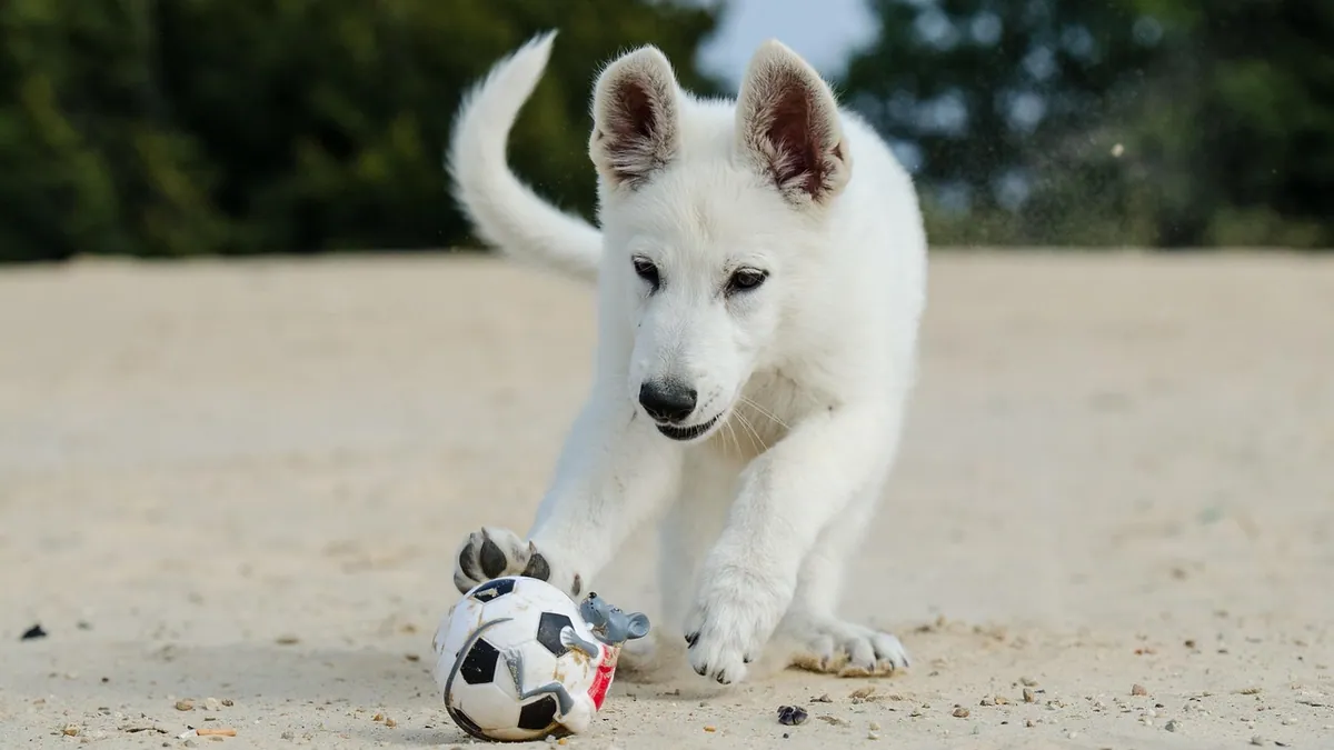 Dog Teething Gel and Gum Relief: What's Safe?