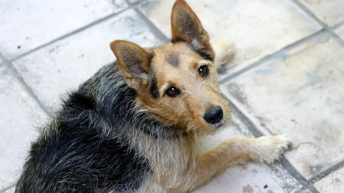 Lump on Your Dog's Testicle or Genital Area