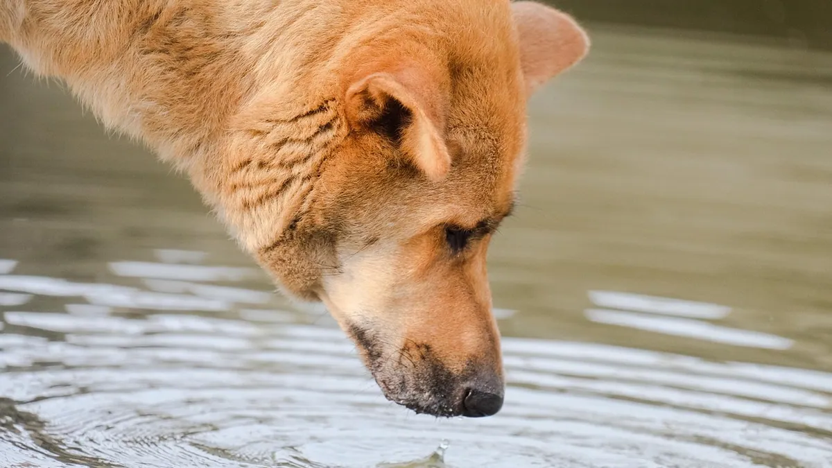 Thirsty Dog After Eating Chocolate: What It Means