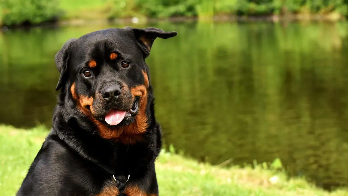 Excessive Thirst in Dogs After Surgery: Causes and Care