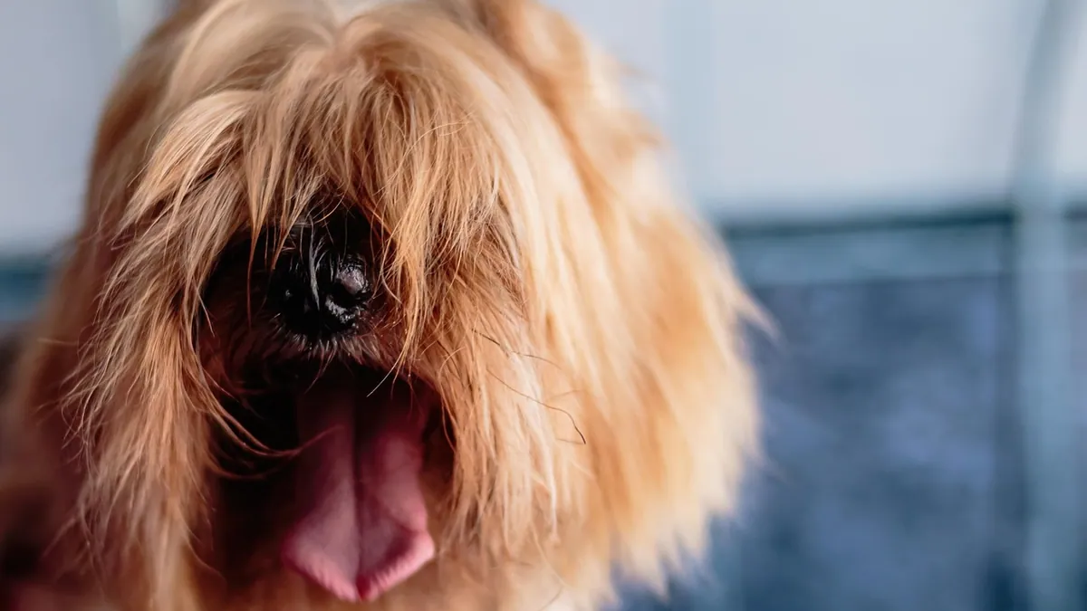 Dog Throwing Up Hairballs: Is It Normal or a Problem?