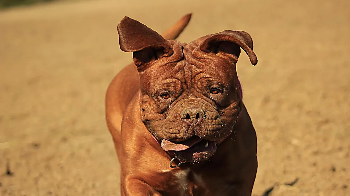 Dog Throwing Up in Mouth and Swallowing: What It Means