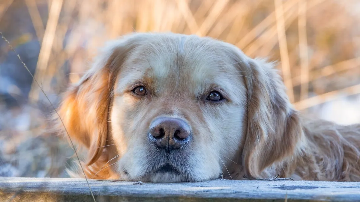 Dog Throwing Up Something That Looks Like Poop