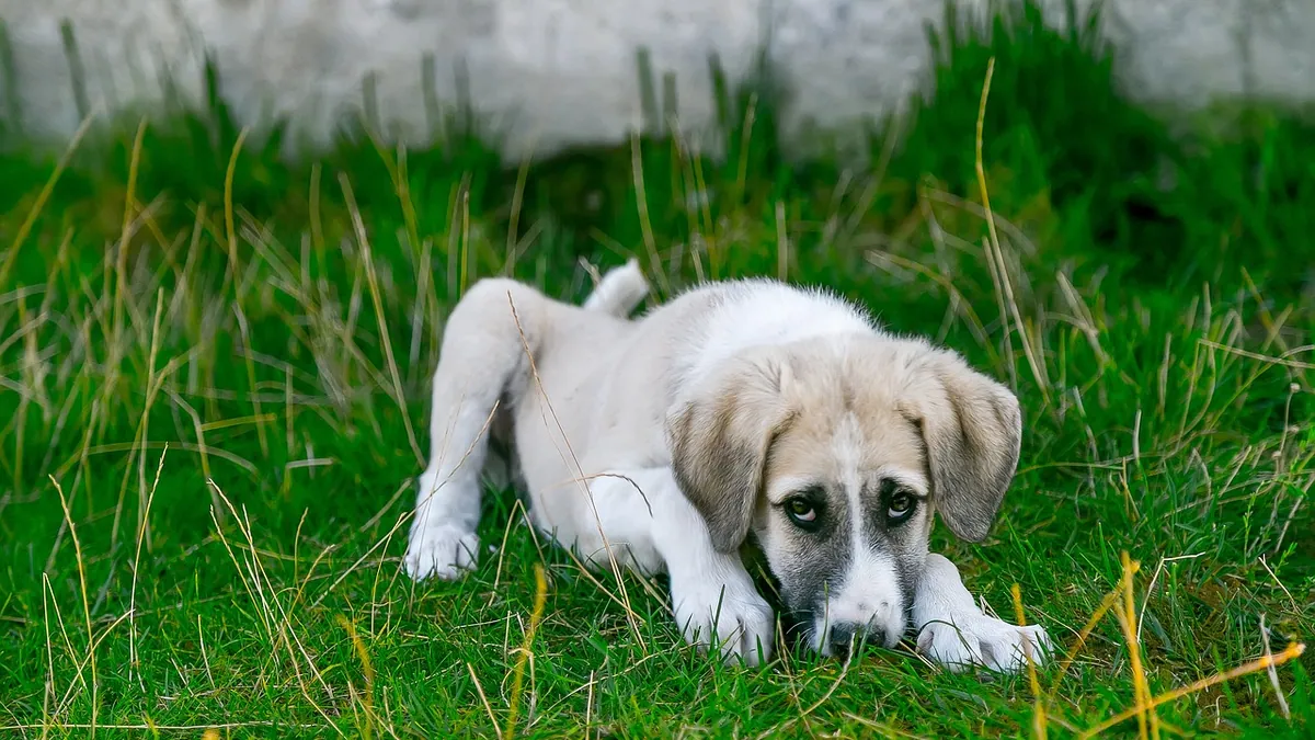 Dog Throwing Up: Medicines and Remedies That Help