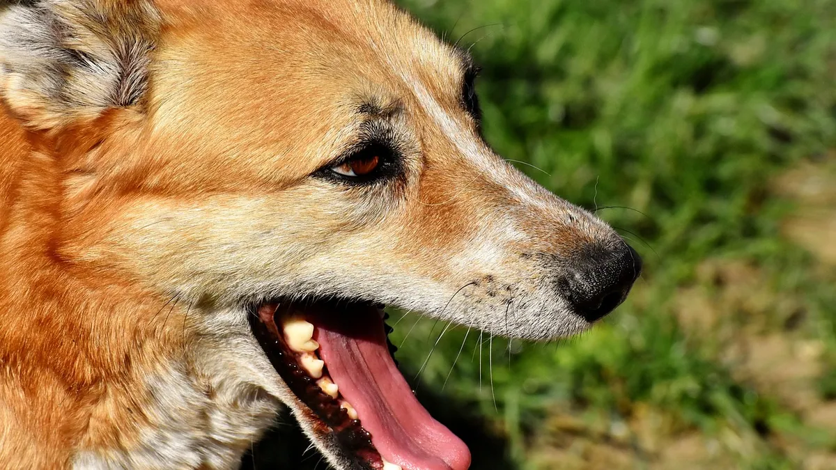 Dog Throwing Up Nothing: Why Dry Heaving Happens