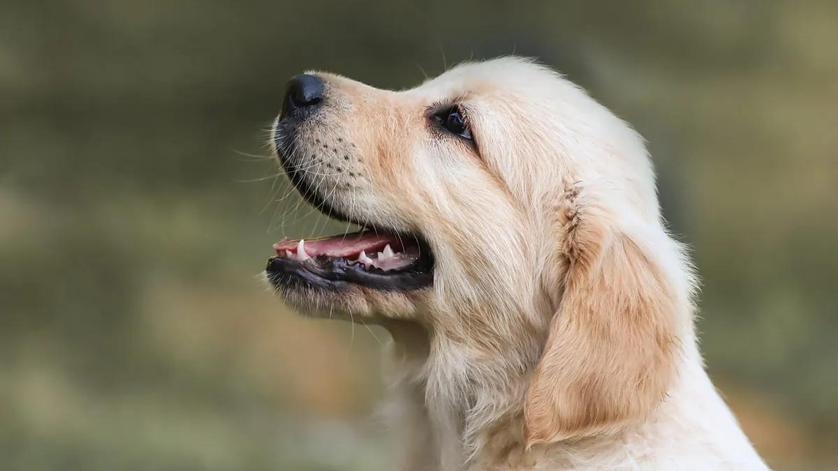Dog Throwing Up Saliva: Causes and When to Worry