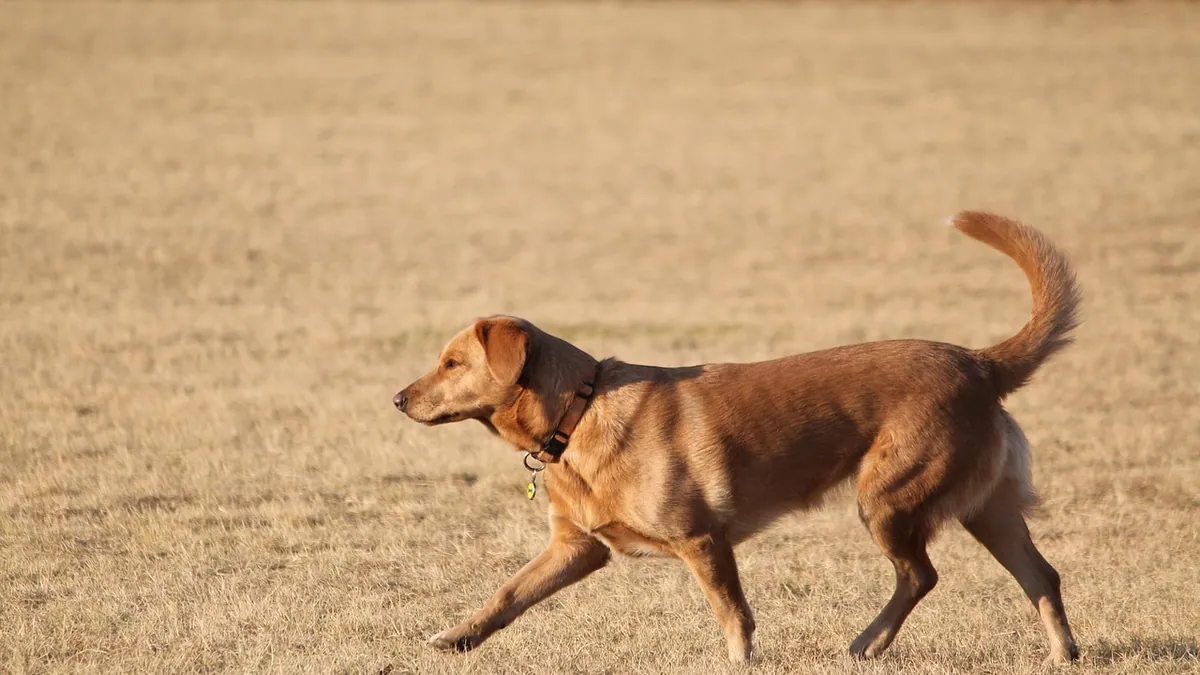 Signs of a Torn ACL in Dogs and What to Do Next