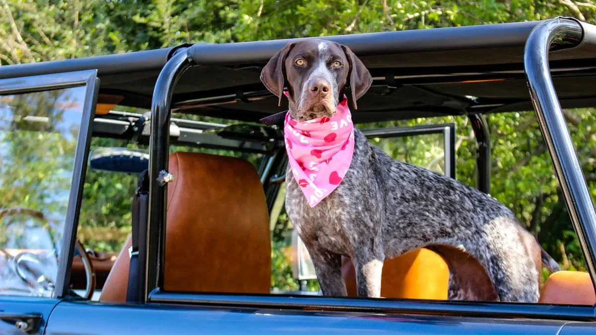 Dog Travel to Mexico from US: Requirements and Tips