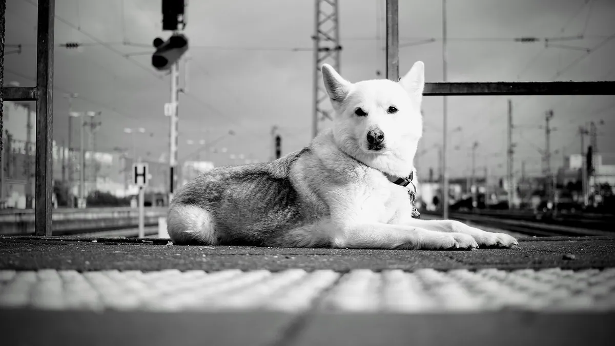 Dog Travel to Puerto Rico: Requirements and Tips