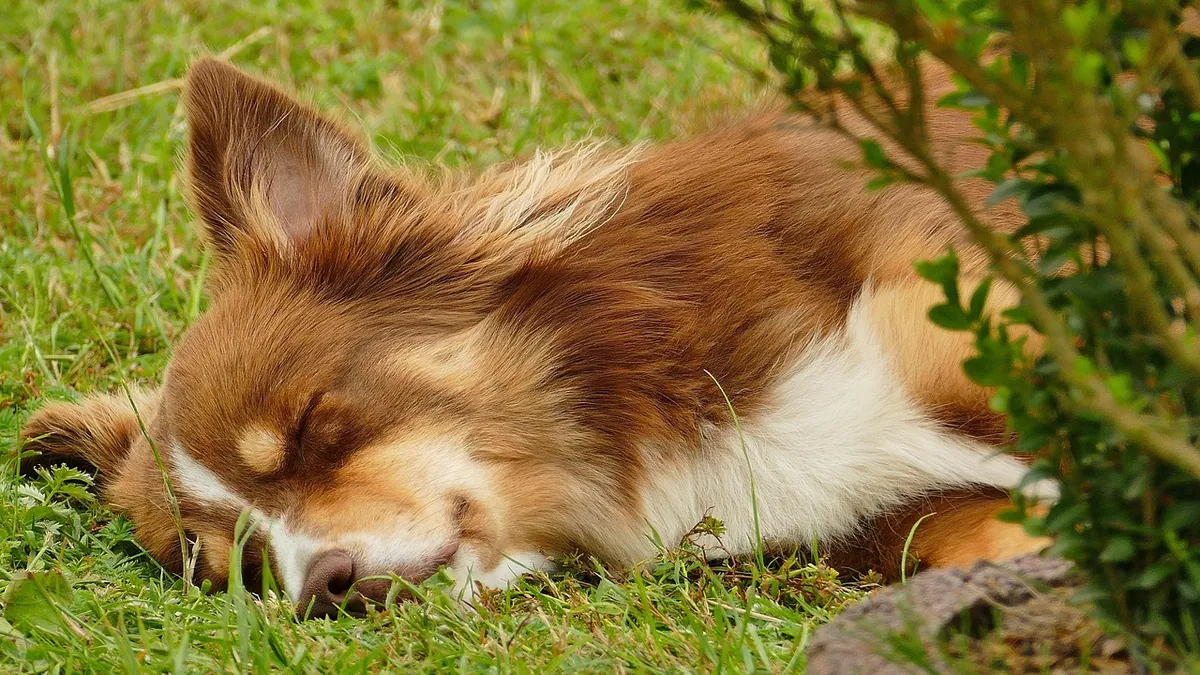 Why Is My Dog Twitching? Eye, Ear, and Body Twitches Explained