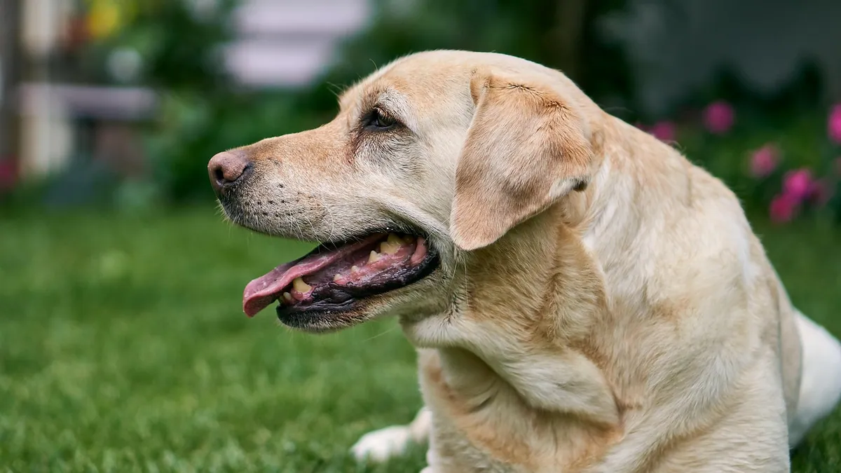 Dog Mouth and Stomach Ulcers: Causes and Treatment