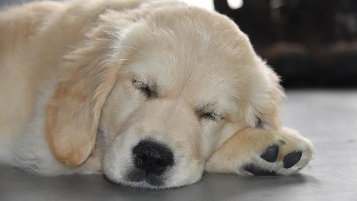 Dog Ultrasound Sedation: Is It Needed and Is It Safe?