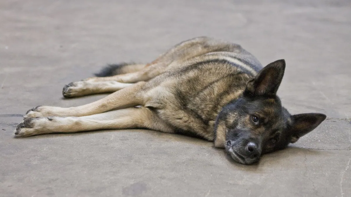 Signs of an Upset Stomach in Dogs and What to Do