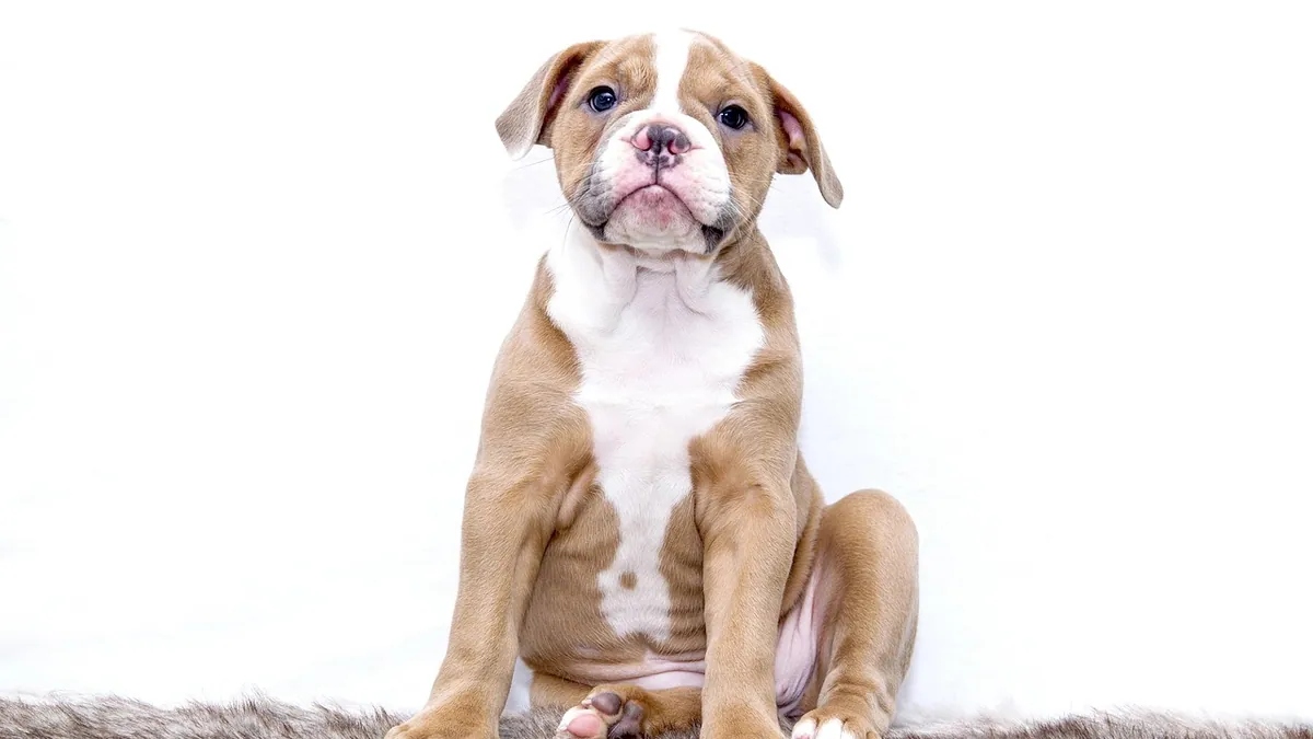 What Can I Give My Dog for an Upset Stomach?