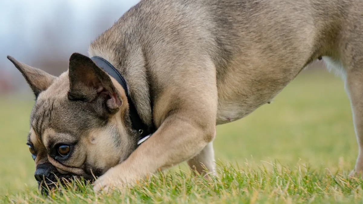 Why Does My Dog's Urine Smell Like Ammonia?