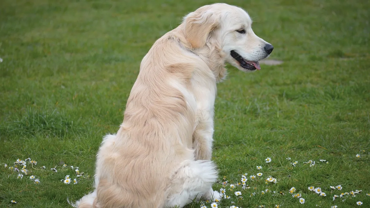 Why Dog Urine Burns Grass and How to Prevent It