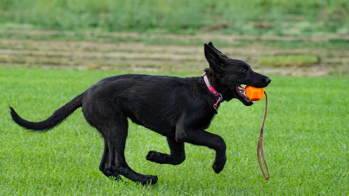 Cloudy, Crystallized, or Green Dog Urine: What It Means