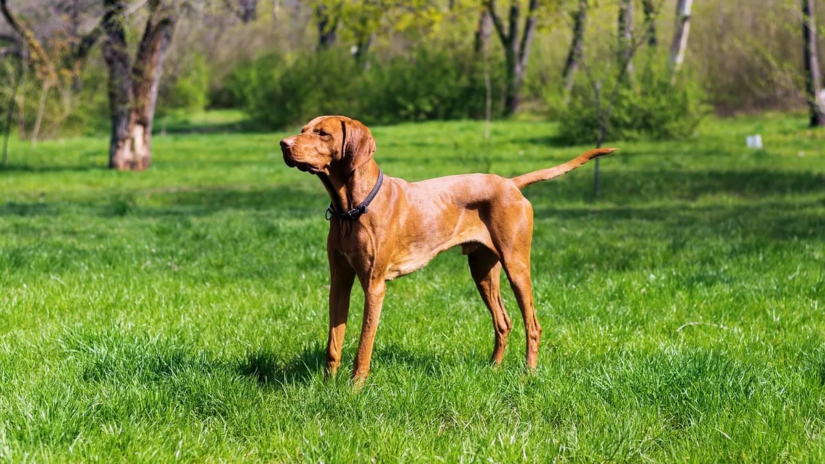 Dark Dog Urine: Causes and When to See a Vet