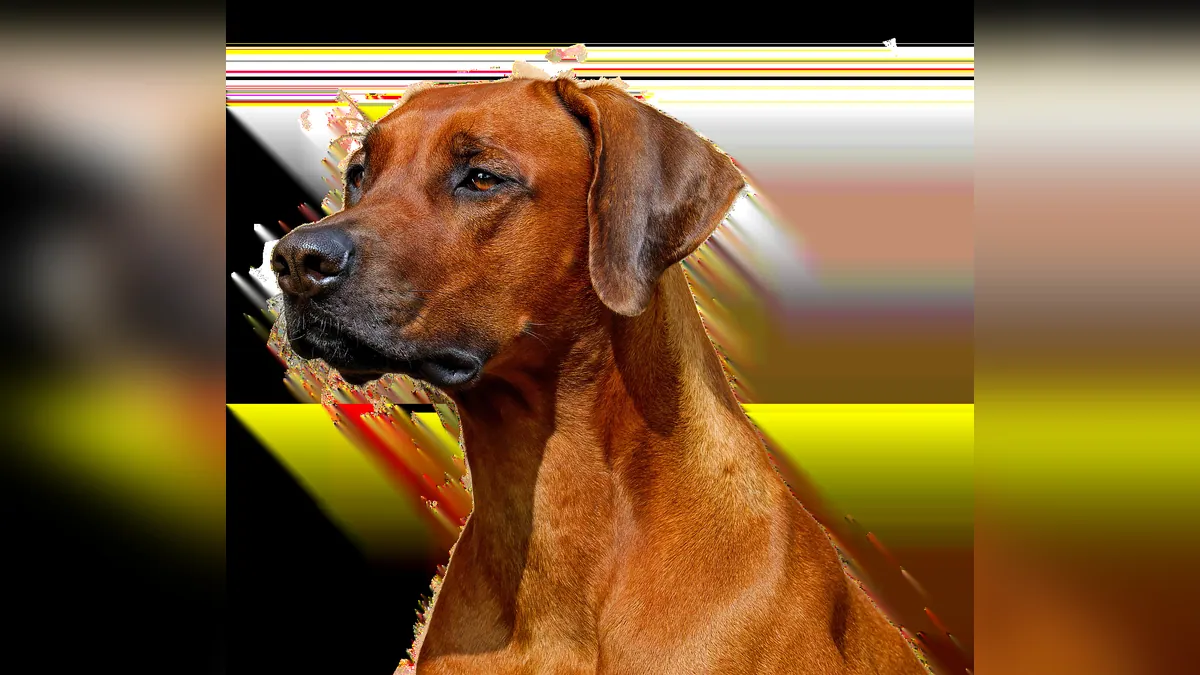 Why Is My Dog's Pee Orange? Causes and What to Do