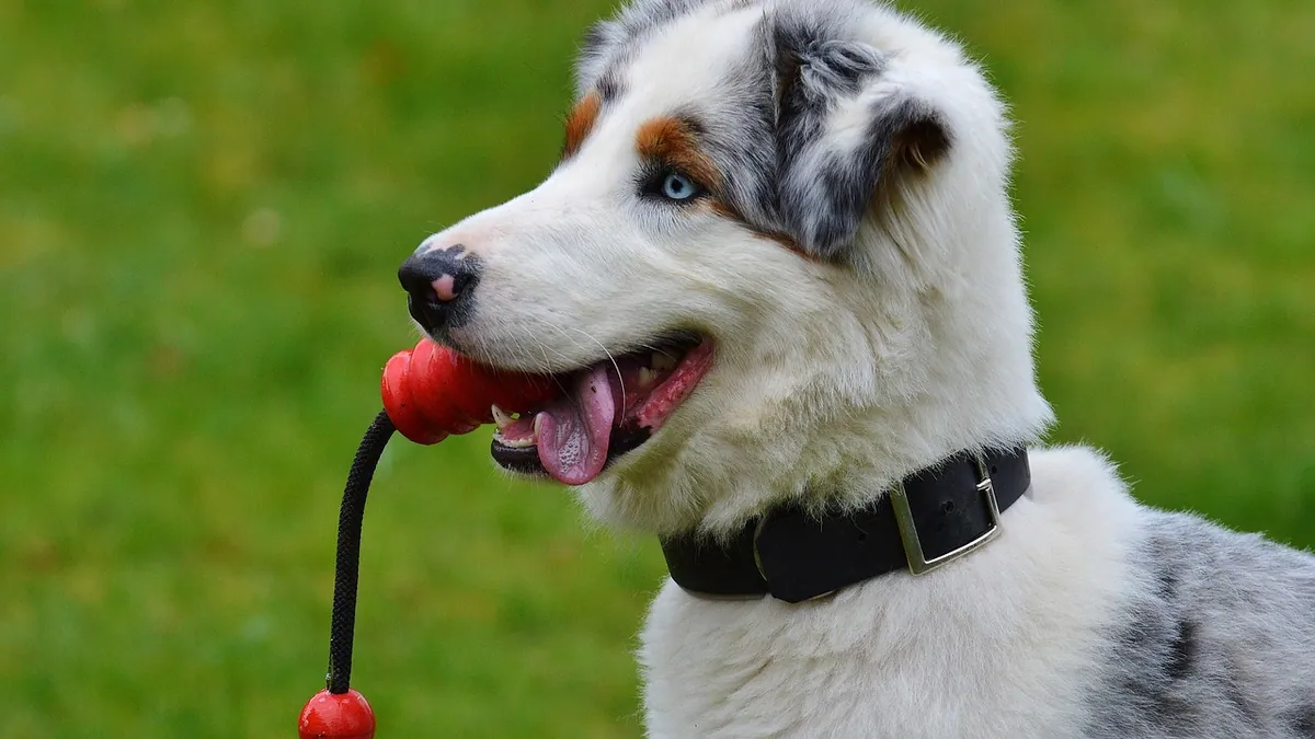Red Dog Urine: Causes, Blood in Pee, and When to Call the Vet