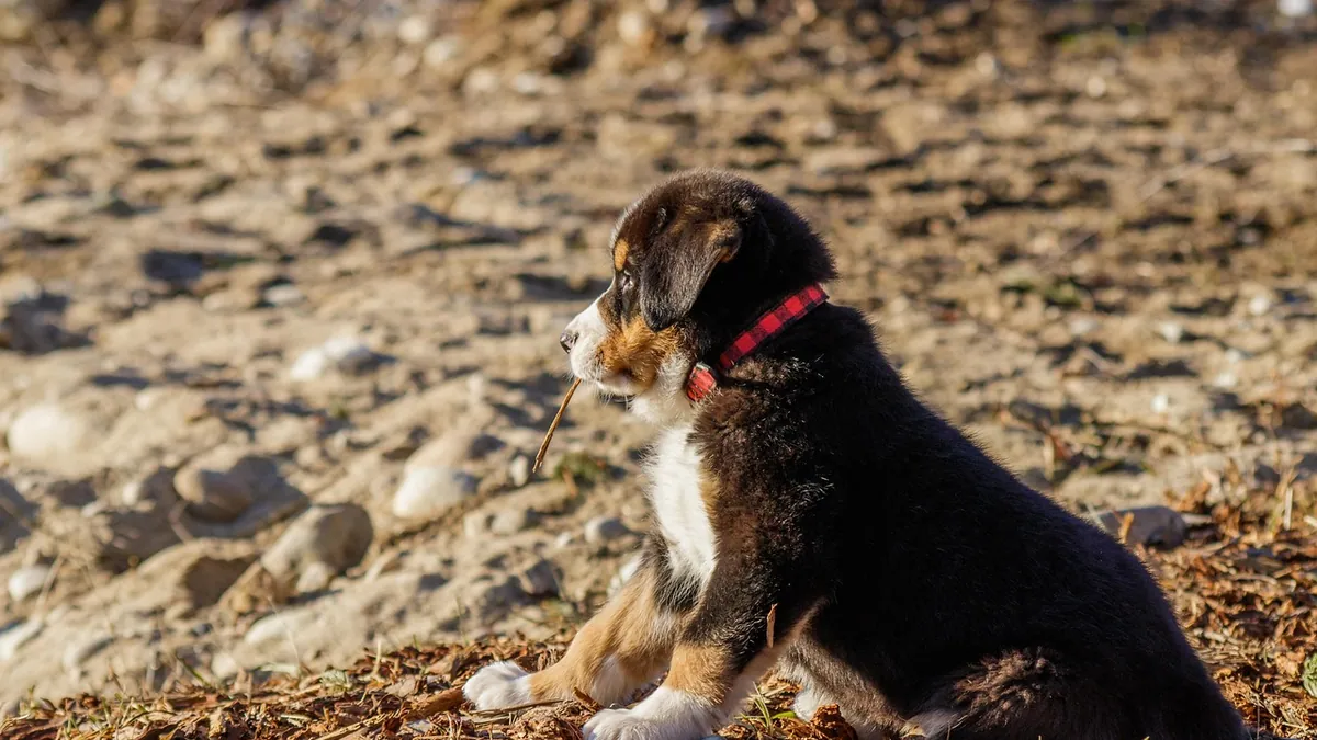 How Long Can a Dog Urine Sample Sit Out? Storage Tips