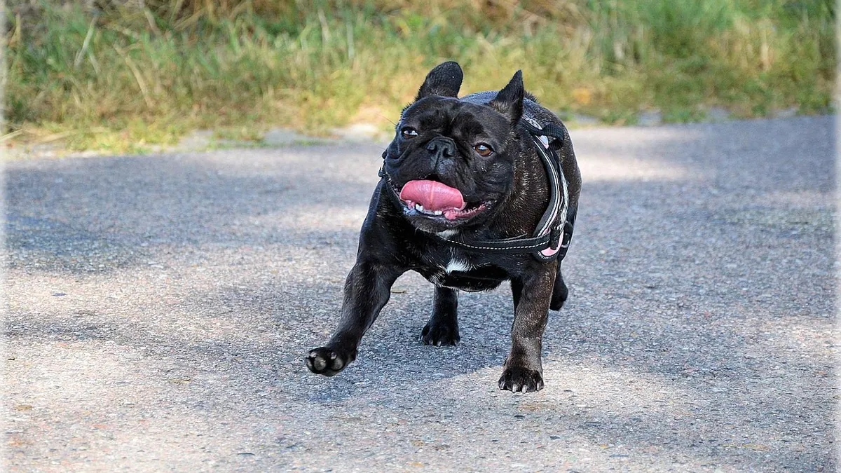 Dog Urine Smell and Breathing Problems: When to Worry