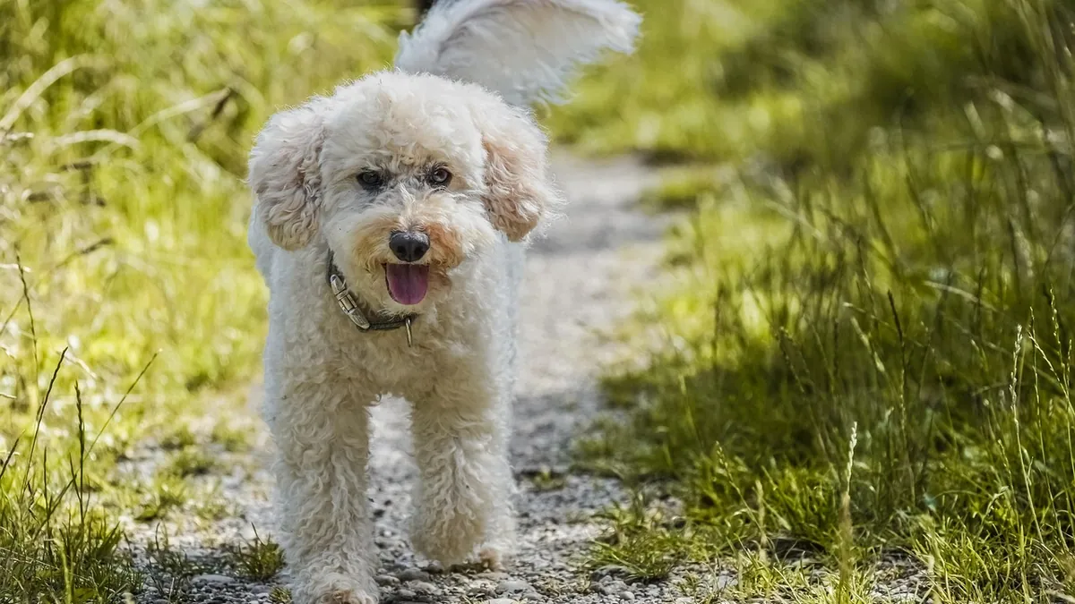 Why Does My Dog's Urine Smell So Bad? Causes and Fixes