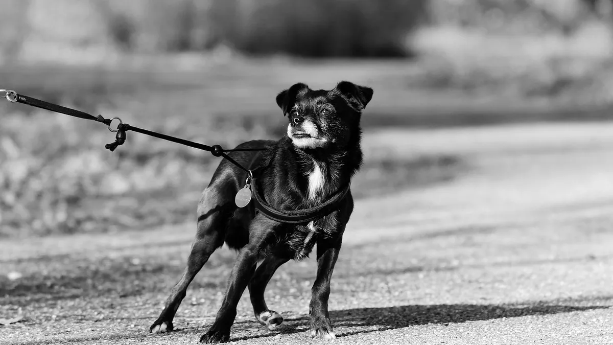 How Long Can a Dog UTI Go Untreated? Risks and Timeline