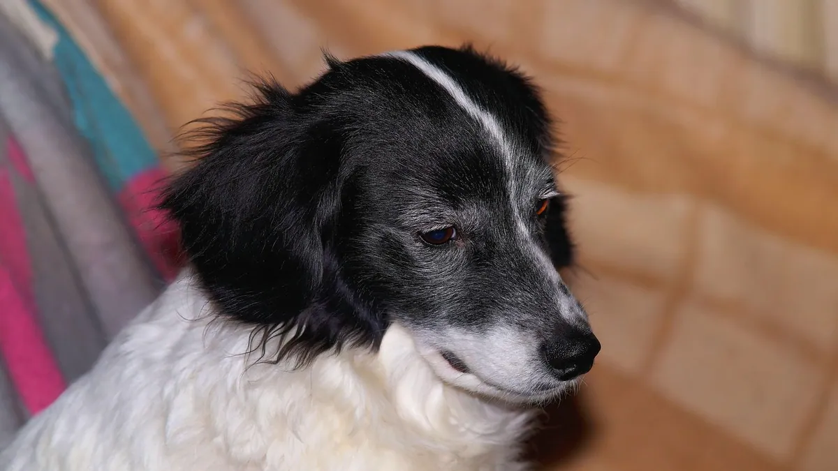 How Long Can a Dog Vaccine Be Delayed? Catch-Up Rules