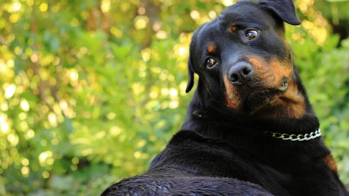 What Can I Give My Dog for Vertigo or Vestibular Disease?