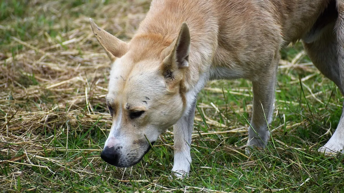 Dog Vomit Fungus: Is It Dangerous to Pets?
